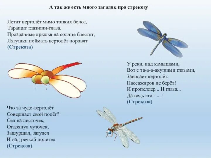 Загадка про стрекозу. Загадка про стрекозу для детей. Стих про стрекозу. Загадка про стрекозу для дошкольников.