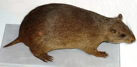 Plagiodontia ipnaeum