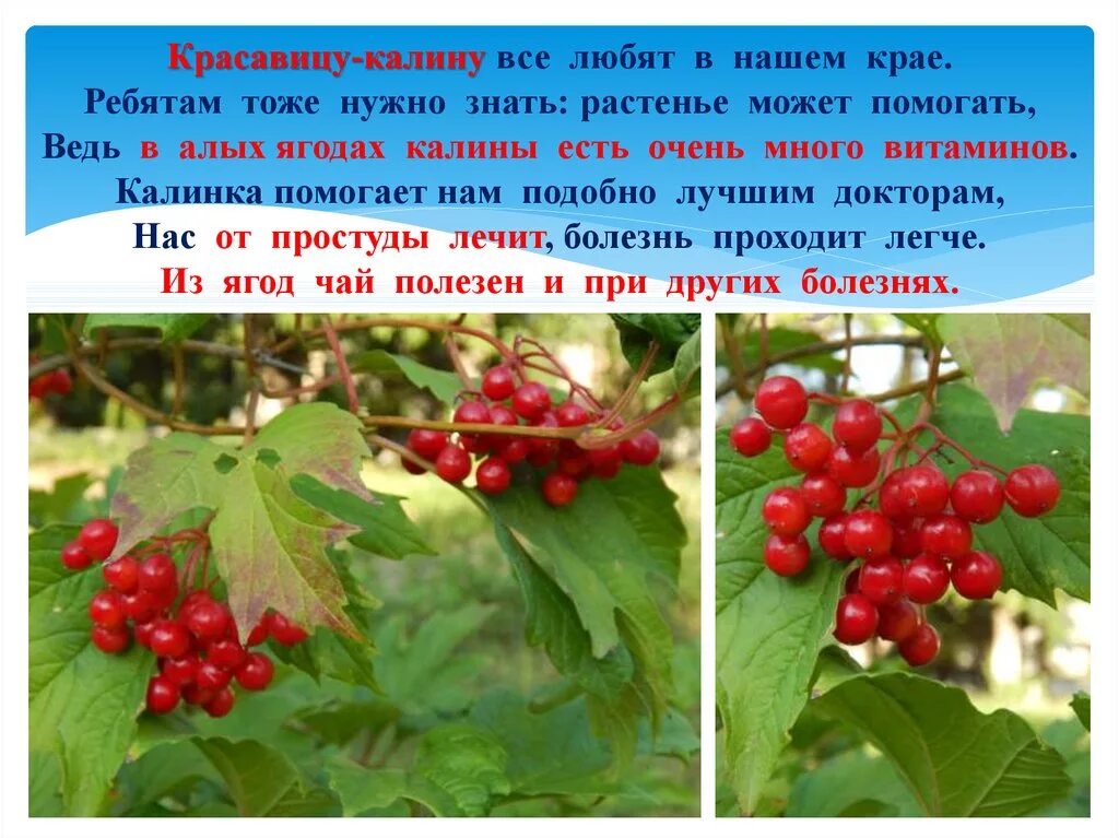 Свойства ягоды калины. Чем полезна ягода Калина. От чего помогает Калина. Калина ягода полезные свойства. Калина крапива