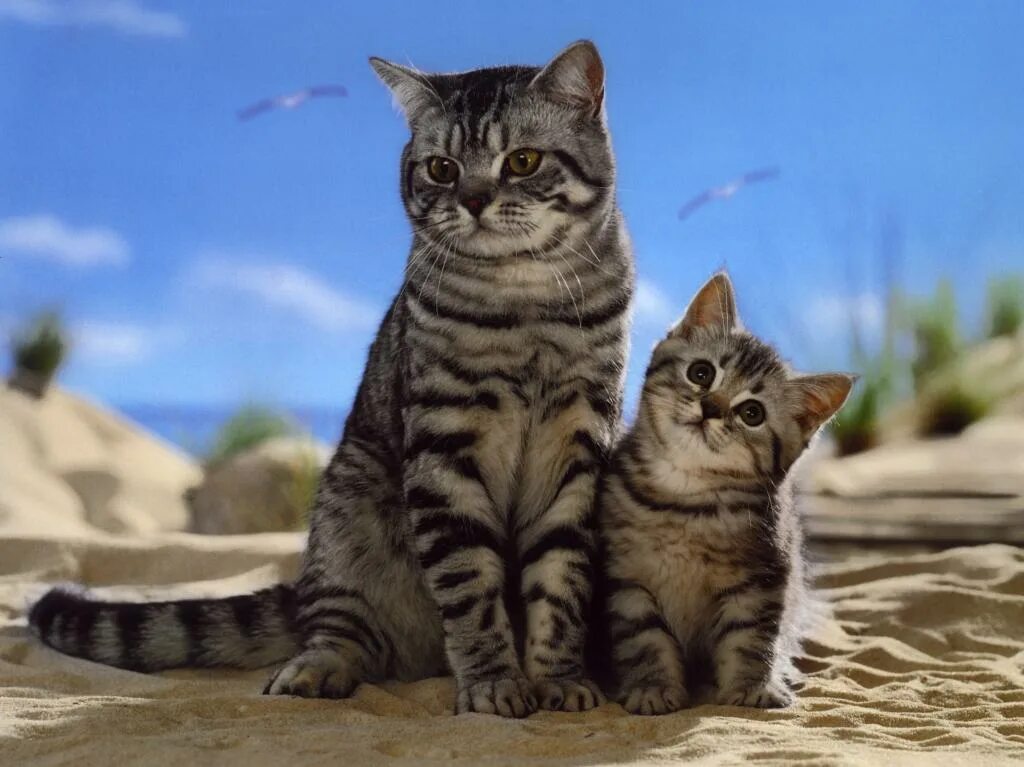 Кот шайлушай. Кошка. кот и кошка. кот, кошка и котенок. картинки кошек и котят.