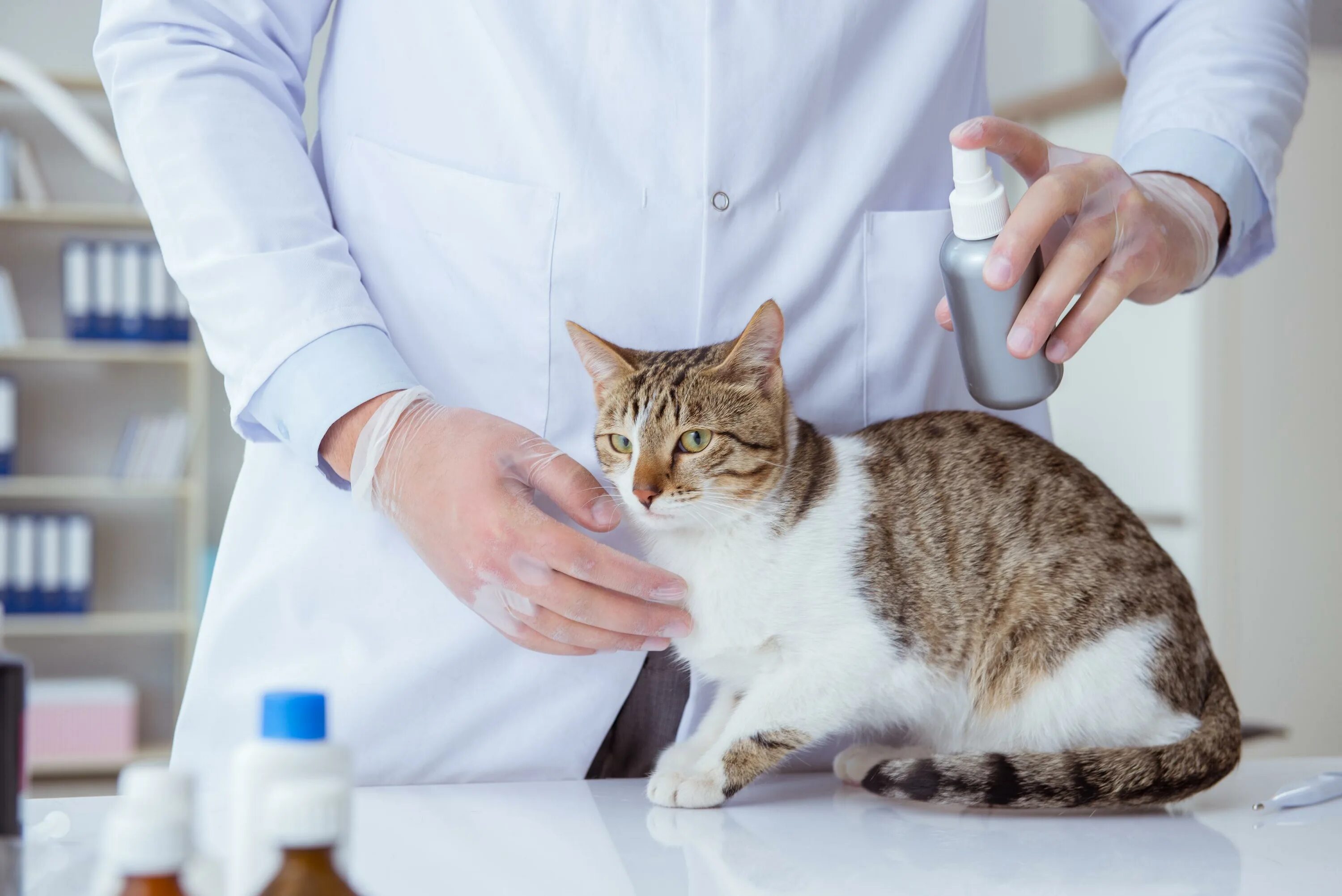Аллергия на кошек. Пищевая аллергия у кошек. Обработка от блох кошек.