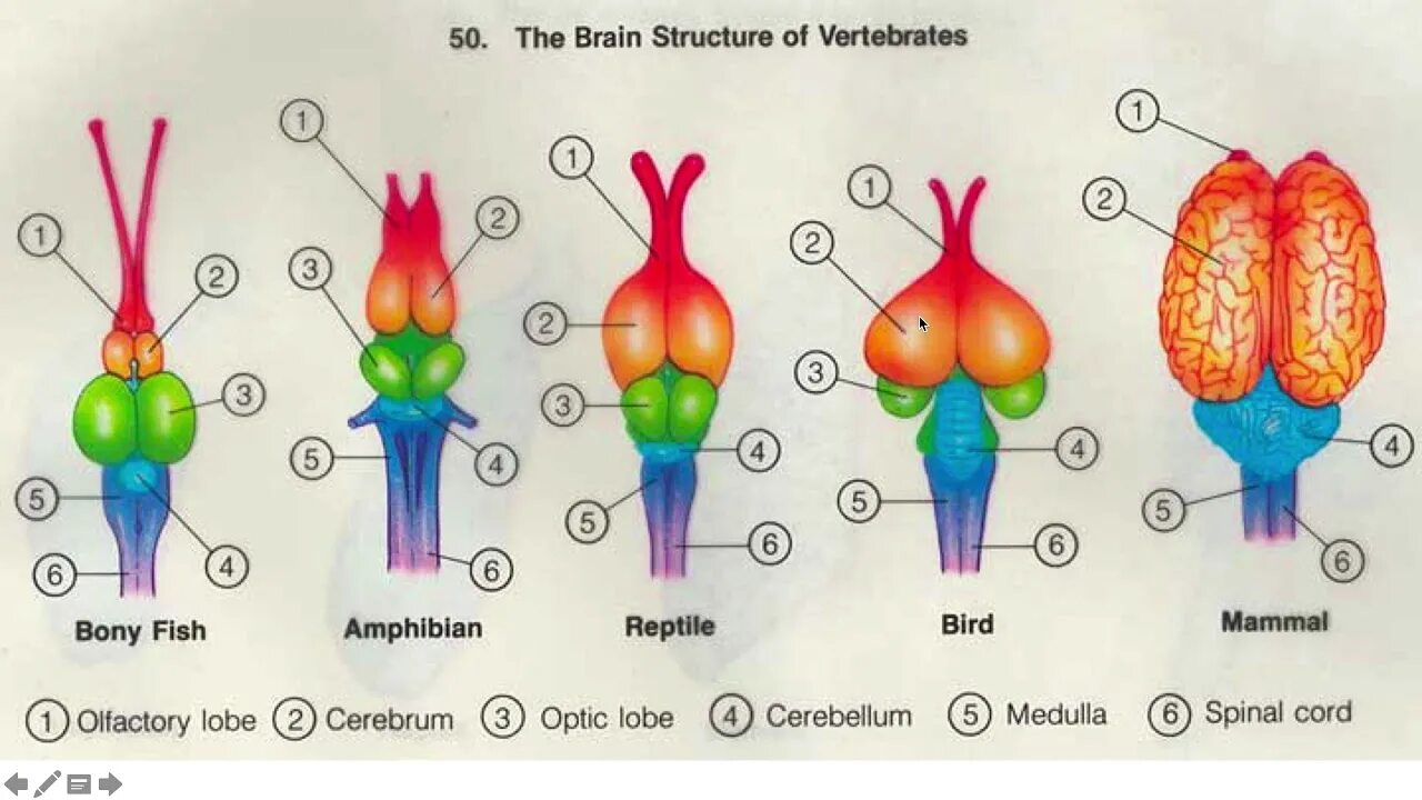 Brain fish. Строение головного мозга рыбы. Отделы головного мозга рыбы 7 класс. Схема строения головного мозга рыбы. Мозг рыбы строение.