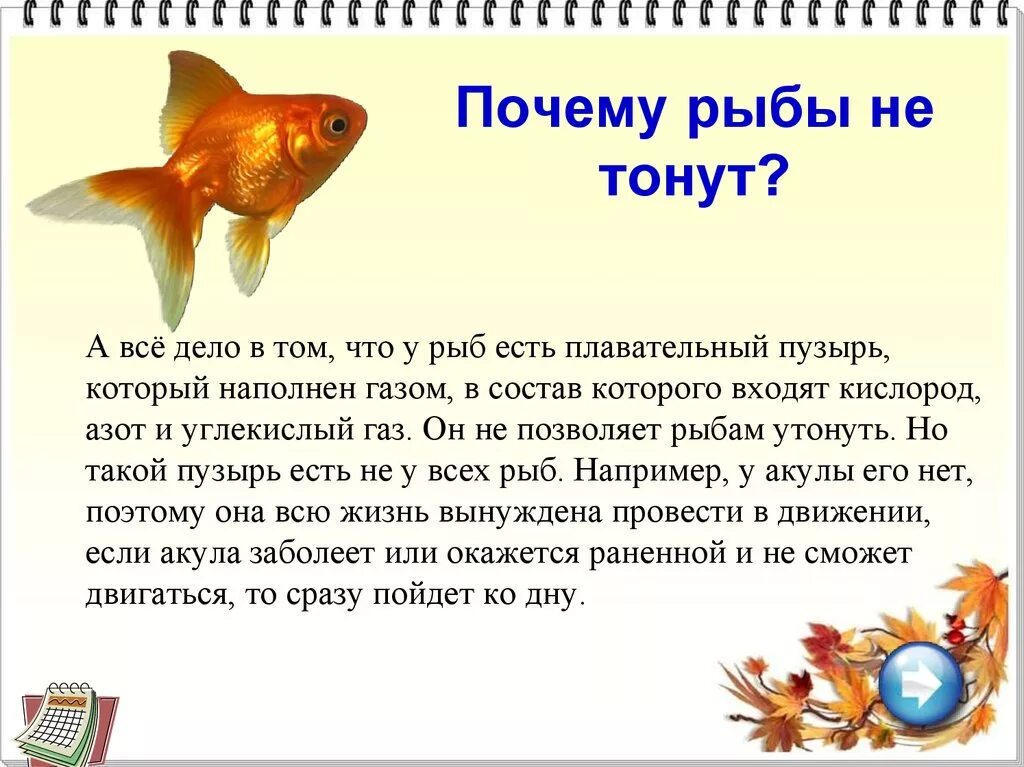 Почему рыбы живут в воде. Память у рыб. Почему рыбы не тонут. Все рыбы. История про рыб.