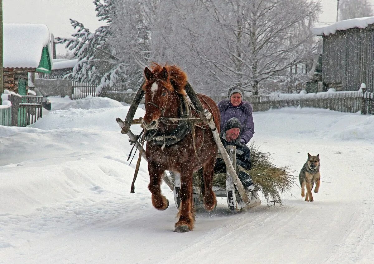 Лощать зимой в деревне. Лошади зимой в деревне. Лощать зимой в деревне. Лошади в деревне. Лошади в деревне зимой.