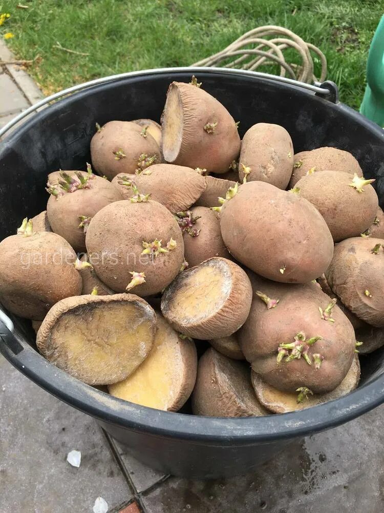 Посадочный картофель. Кербовкой картофеля. Посадка картофеля. Картофель перед посадкой.