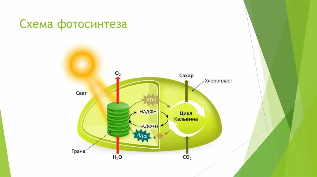 Цикл Кальвина в фотосинтезе. Мембрана тилакоида процессы фотосинтеза. Схема структуры фотосинтеза. Процесс фотосинтеза в хлоропластах схема. Фотолиз воды в хлоропласте происходит в