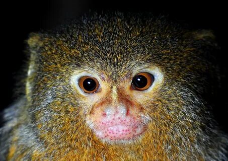 Small monkey