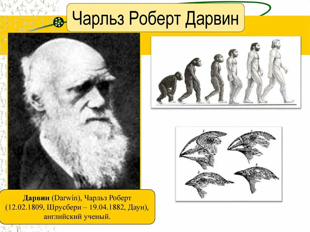 Чарлз ларвинвклад в биологию. Ч Дарвин что открыл.