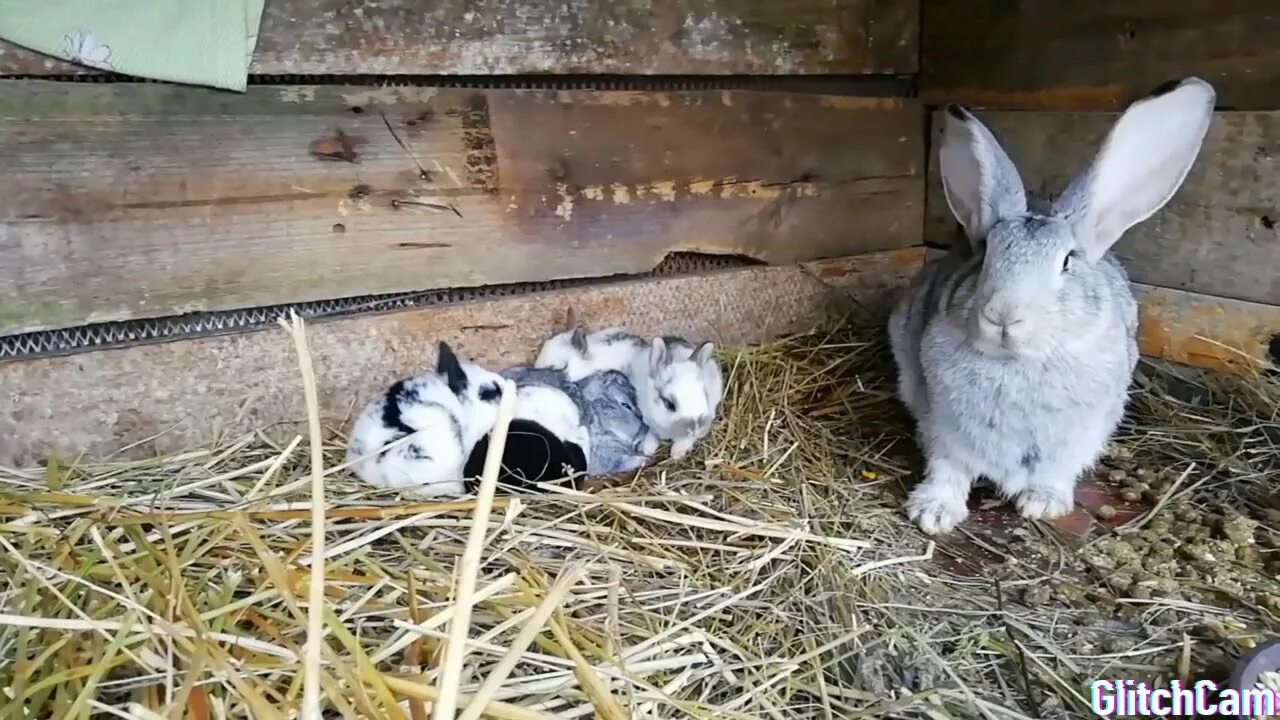Женщина родила кроликов. Братья кролики. Рождение крольчат у крольчихи.