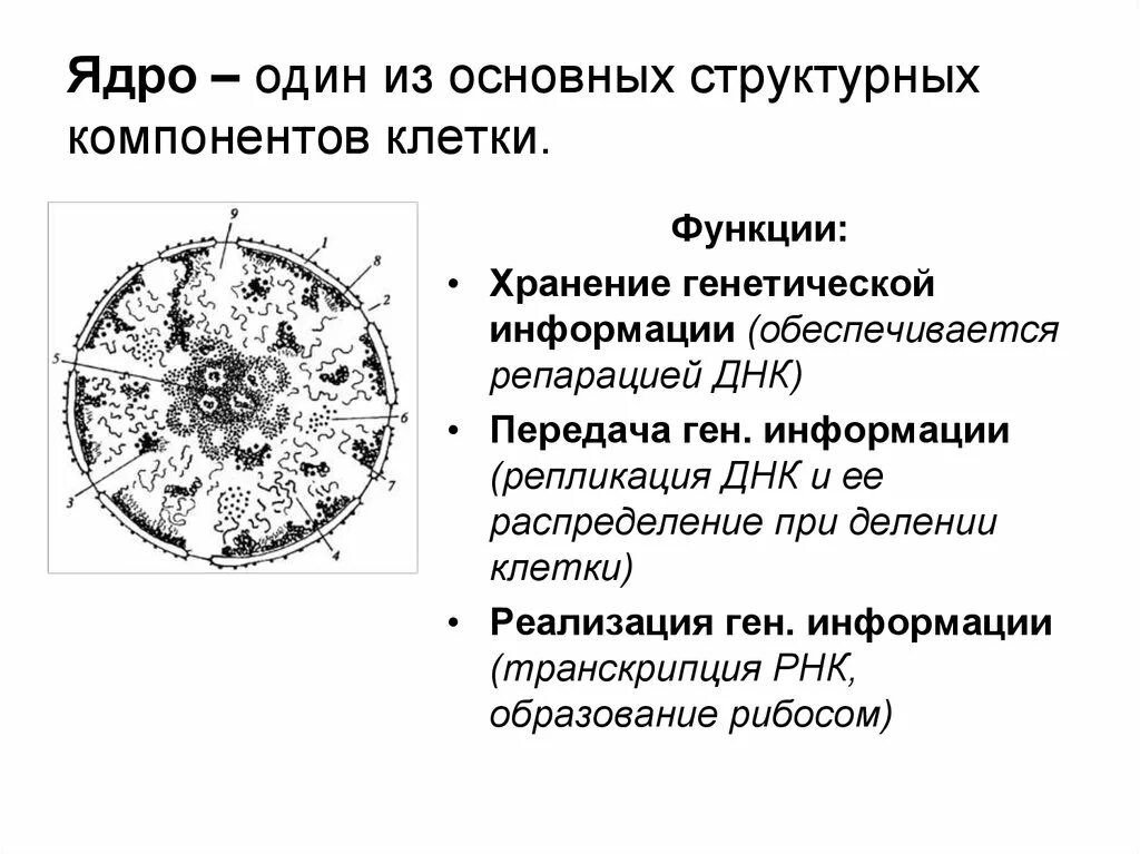 Функции составляющих клетки. Компоненты ядра схема. Основные структурные компоненты ядра рисунок. Главный компонент ядра клетки. Основные структурные составляющие клетки.