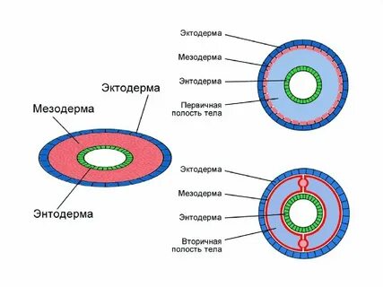 Плоские круглые кольчатые опорные структуры