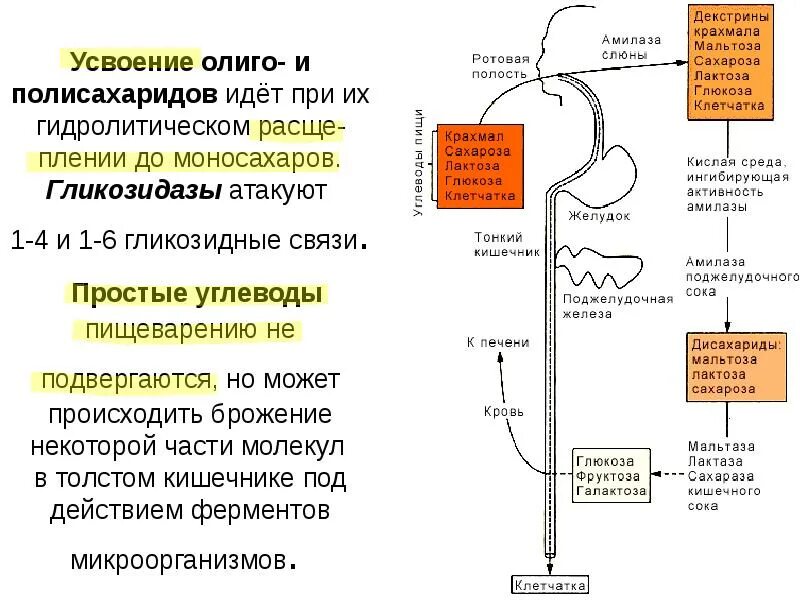 Пищеварительные ферменты расщепляющие углеводы. Переваривание белков биохимия схема. Переваривание углеводов биохимия таблица. Переваривание углеводов в ротовой полости биохимия. Усвоение углеводов.