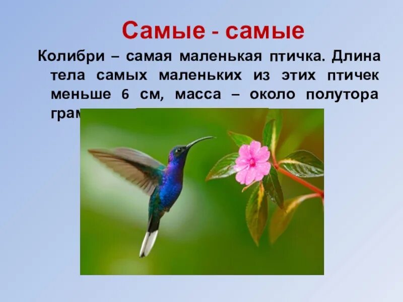 Колибри самая маленькая птица. Название самой маленькой птицы. Колибри краткая информация. Интересные факты о Колибри.