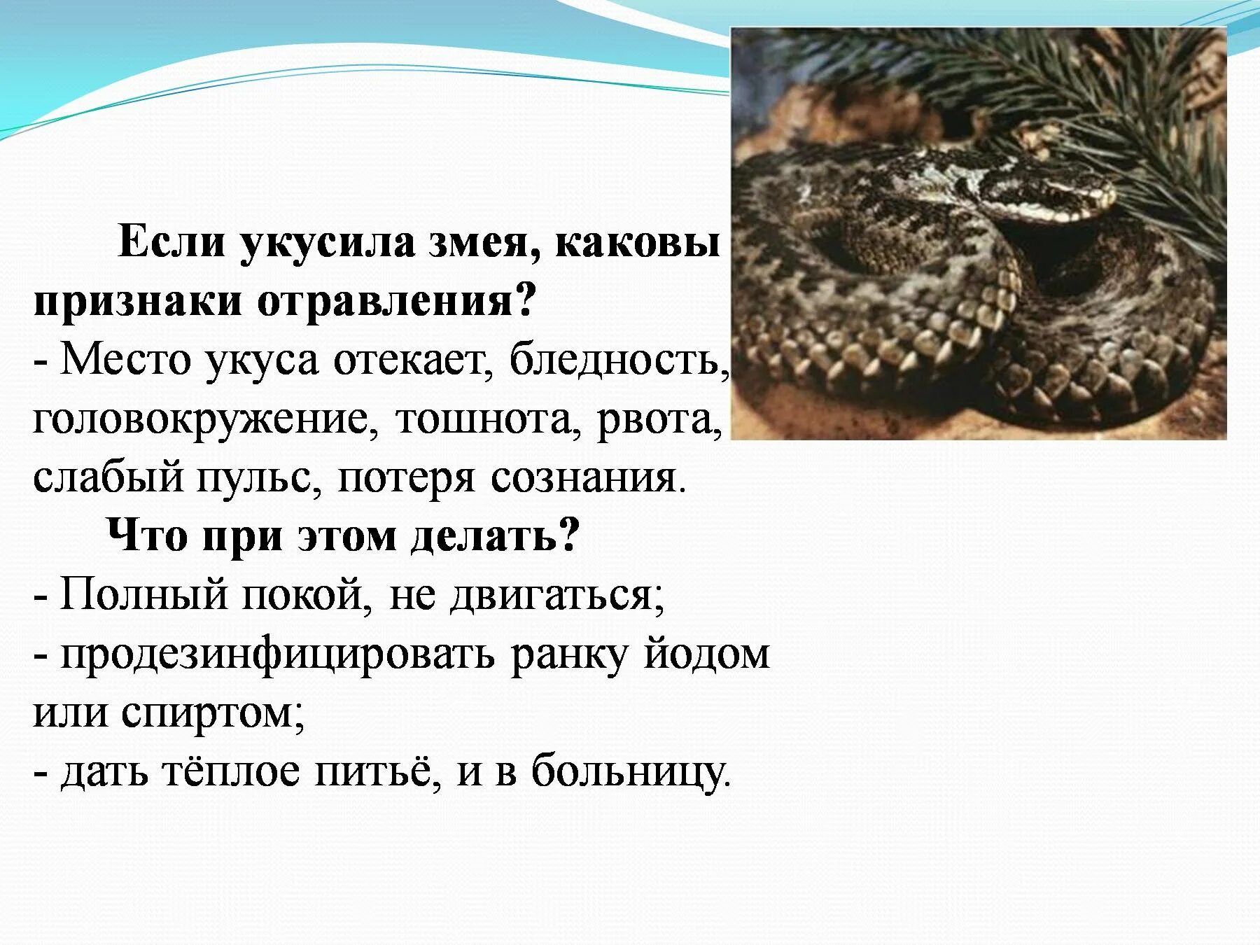 Правило при укусе змеи. Укусы змей презентация. Проект на тему укусы змей.