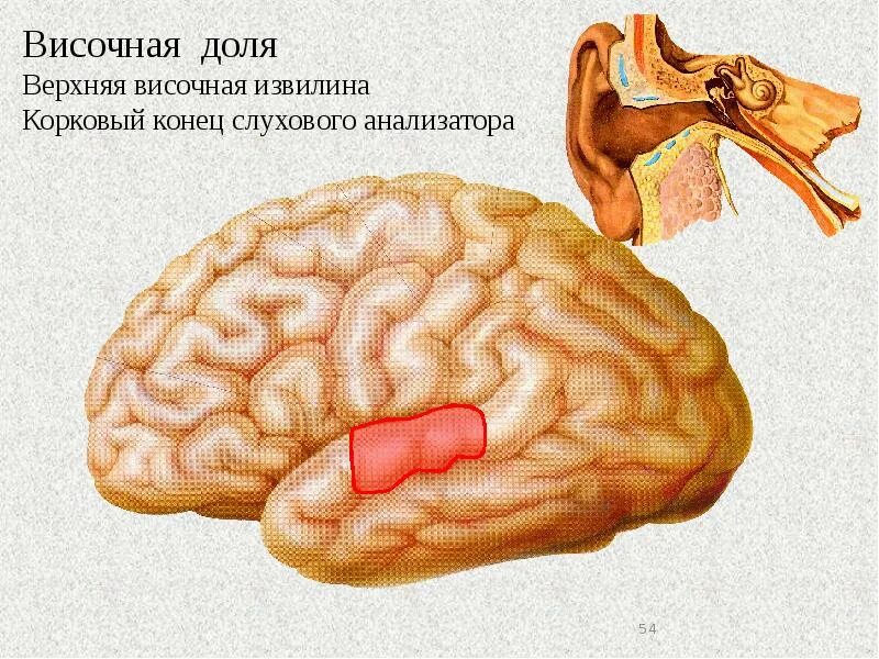 Извилины мозга центры. Задняя Центральная извилина теменной доли анализатор. Верхняя теменная долька. Верхняя теменная долька мозга.