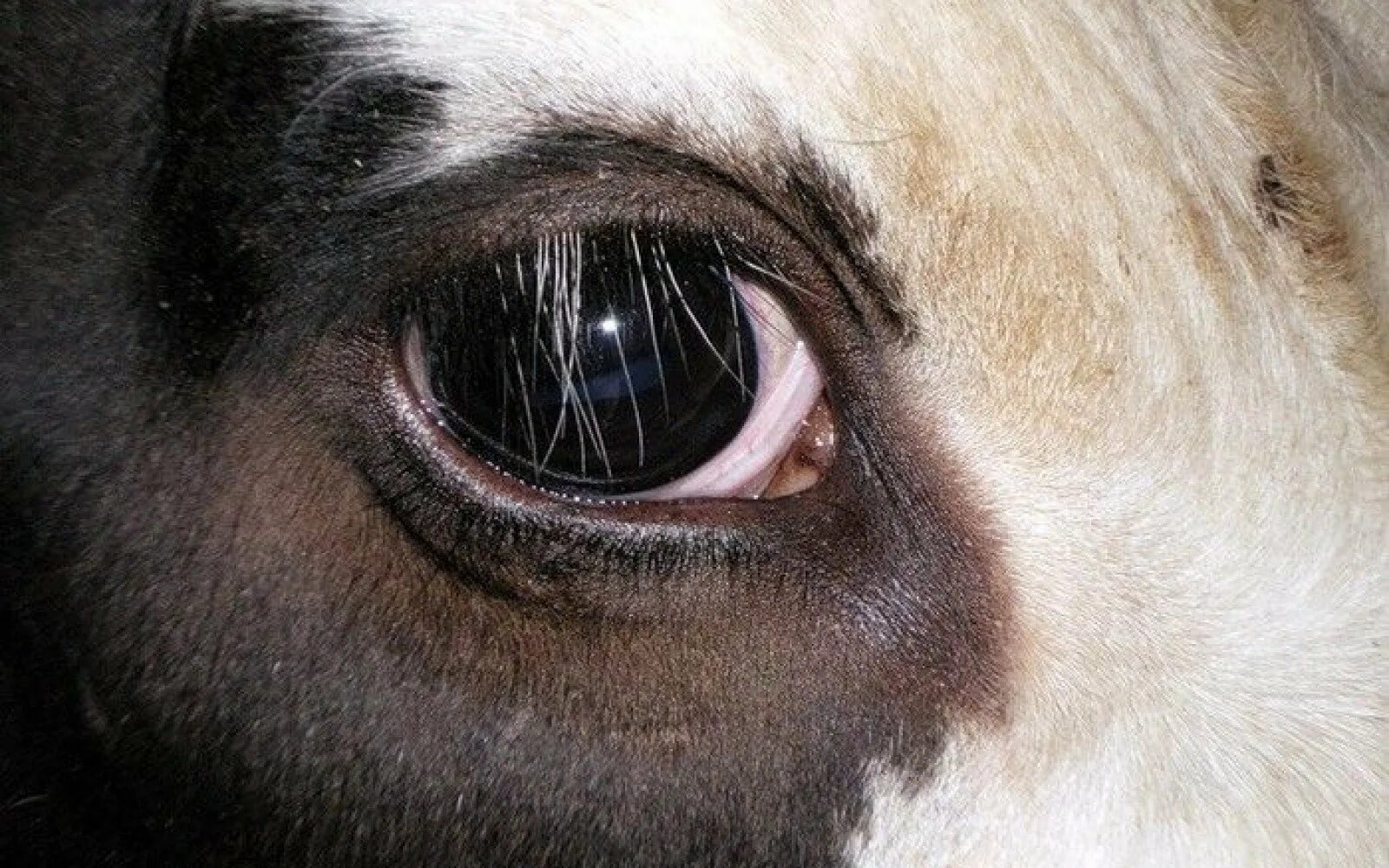 Глаза коровки. Инфекционный кератоконъюнктивит КРС. Глаза коровы.