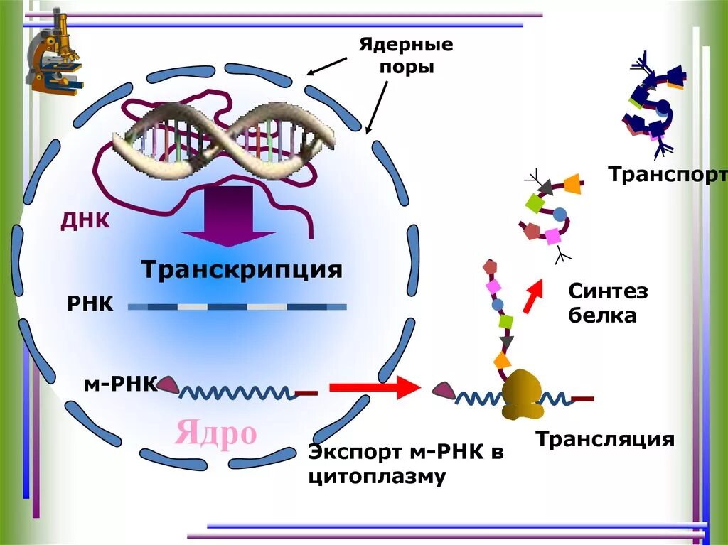 Синтез белка ДНК МРНК. Транскрипция Биосинтез белка схема. Процесс транскрипции и трансляции схема. Ядро процесс Синтез белка?.