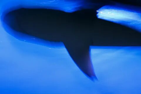 shark set-Picture:fbdbjhaeh.
