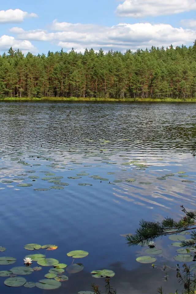 Хвойное озеро. Хвойные озера и реки. Косминские озера. Чистые озера Коми.