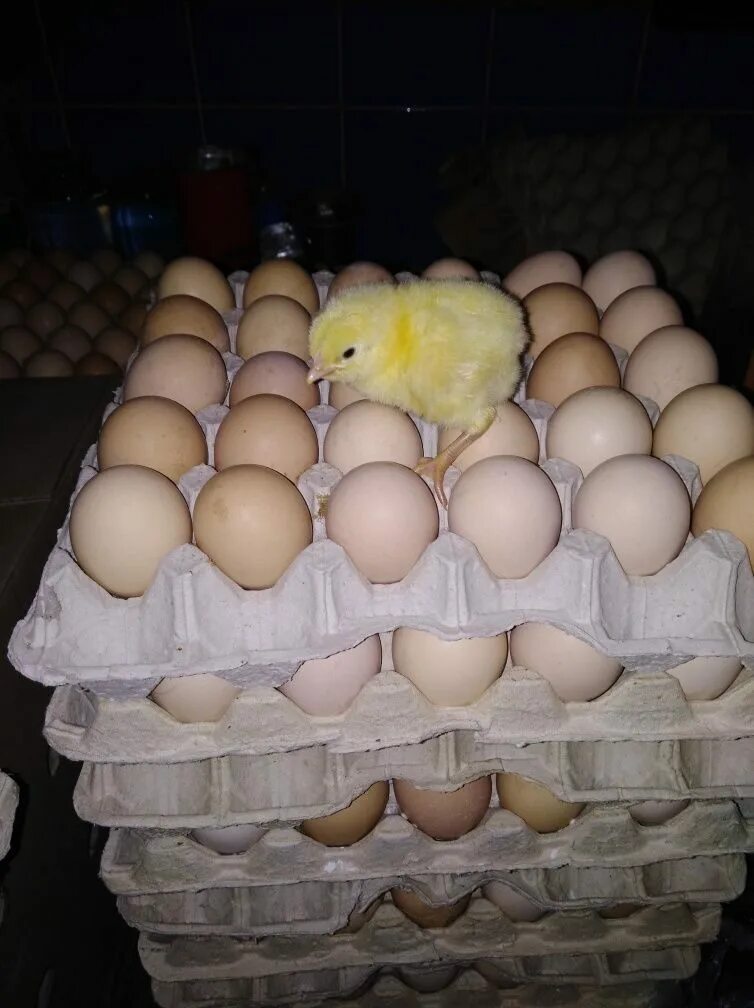 Инкубационное яйцо бройлера Росс 308. Инкубационное яйцо бройлера Кобб 500. Инкубационное яйцо Кобб 500. Бройлер Кобб 500 яйцо. Купить бройлерные инкубационные яйца