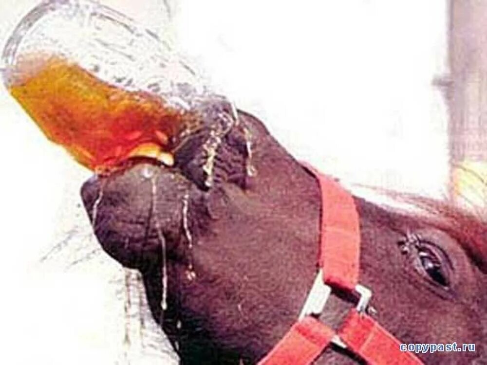 Лошадь с пивом. Лошадь пьет пиво. Лошадь пьет чай