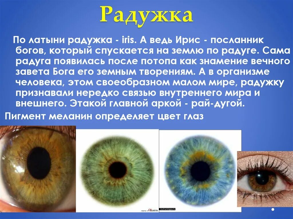 Радужка развивается из. Строение радужки. радужка в норме. радужка глаза анатомия. радужка глаза состоит из.
