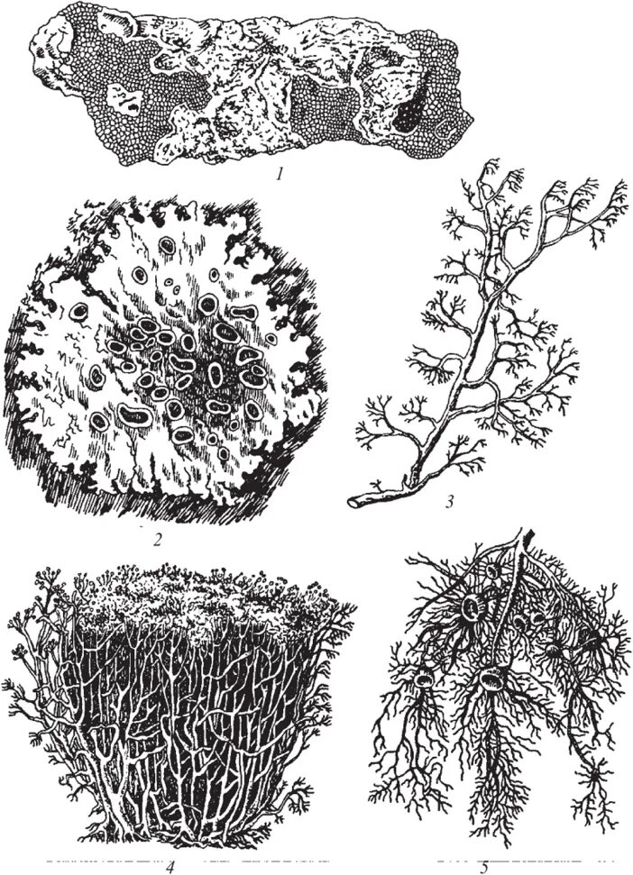 Гриб и водоросль в составе лишайника. Микобионт лишайника. Кутлерия водоросль. Лихенизированные грибы. Фотобионт лишайника.