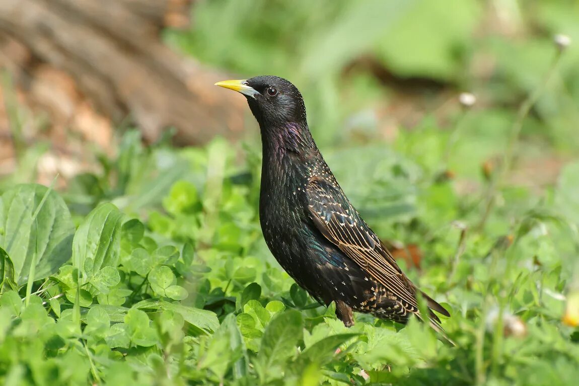 Пестрый скворец. Скворец питание. Чёрный скворец птенец. Скворец питание. Скворец питание.
