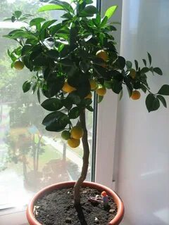 Мандарин из косточки