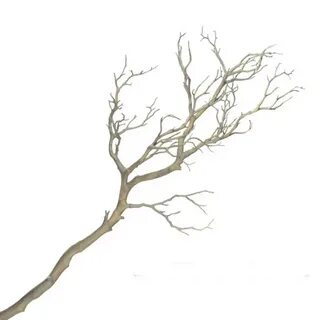 Empty branch