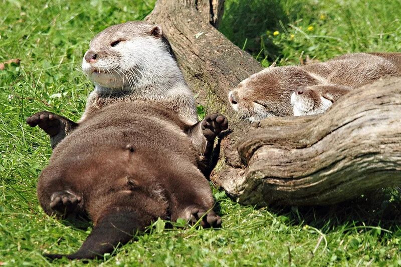спящие бобры. спящие медведи. морская выдра калан. спящие бобры. сонный бобер.