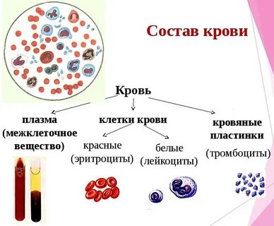 Винил вещество