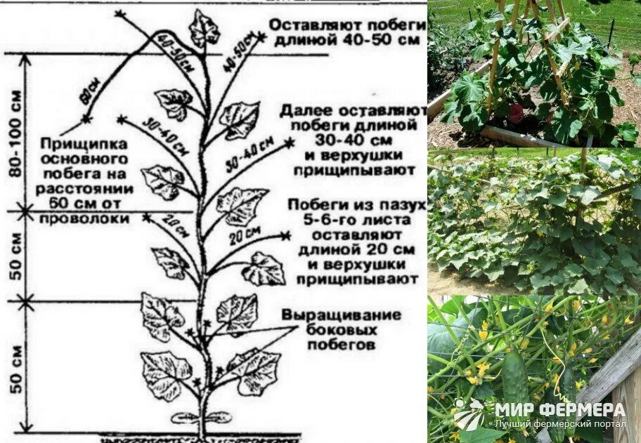 Надо ли прищипывать огурцы. Прищипывание огурцов. Огурцы прищипывание боковых побегов. Пасынковать огурцы. Огурцы прищипывание в открытом грунте.