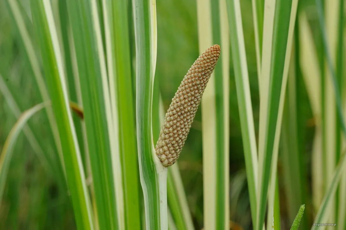 АИР обыкновенный - Acorus Calamus. АИР болотный (Acorus Calamus). АИР болотный variegatus. АИР обыкновенный Вариегатус. Аир фон