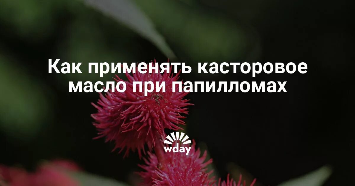 Касторка от папиллом. Касторовое масло от папиллом. Касторовое масло и куркума от папиллом. Касторовое масло от бородавок и папиллом.