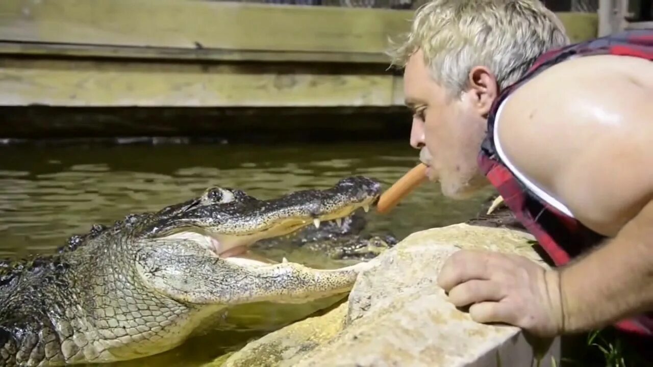 Ютуб юмор видео. Крокодил прикол. Прикольный поцелуй с крокодилом. Ролики смешные с крокодилами.