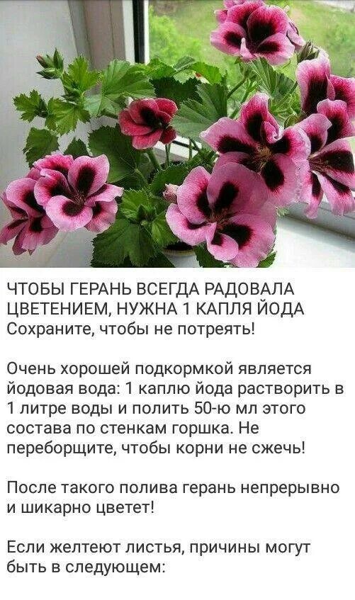 Чем подкормить пеларгонию для пышного цветения. Домашние цветы герань. подкормка пеларгонии для обильного цветения. удобрение для королевской герани для цветения. комнатные растения герань полив.
