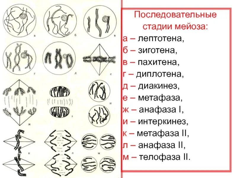 характеристика второго деления мейоза. мейоз. профаза ii деления мейоза. два последовательных деления мейоза. фазы 1 деления мейоза.