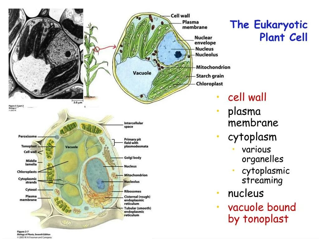 Cell membrane and Cell Wall in Plant Cell. Cell Wall membrane. Tonoplast of the Plant Cell. Primary Cell Wall.