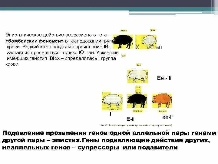 Ген подавляемый другим аллельным геном. Эпистаз Бомбейский феномен. Бомбейский феномен рецессивный эпистаз. Эпистатическое действие генов. Генотип Бомбейского феномена.