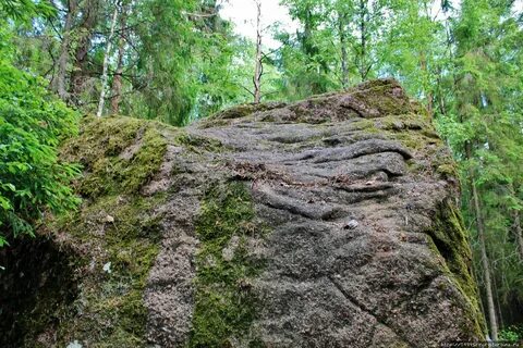 Велес ленинградская область