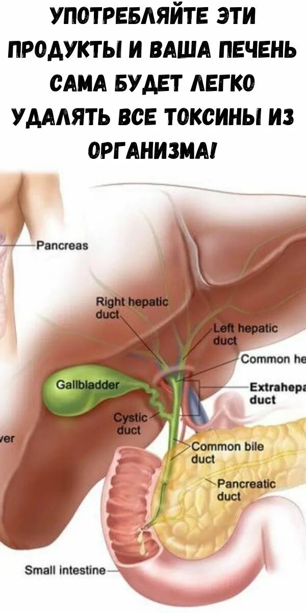 Способ чистки печени в домашних условиях. Эффективная очистка печени. Чистим печень.