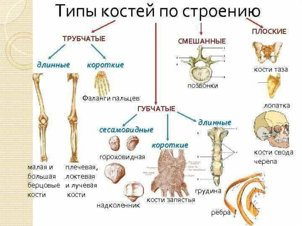 Тело пластинчатых имеет. Классификация костей схема трубчатые губчатые плоские смешанные. Классификация костей трубчатые губчатые смешанные. Классификация костей скелета человека анатомия. Строение трубчатой кости.