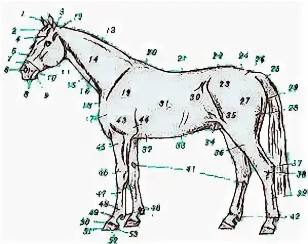 Части тела лошади названия. Тулово лошади. Телосложение лошади. Спортивное Телосложение лошади. Телосложение лошади 5 букв