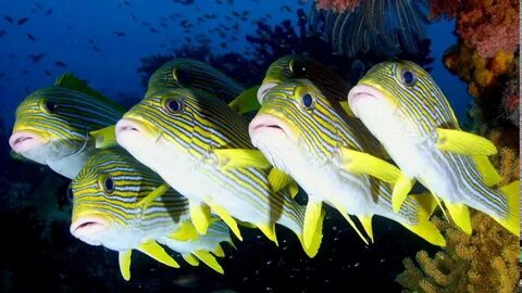 Des poissons