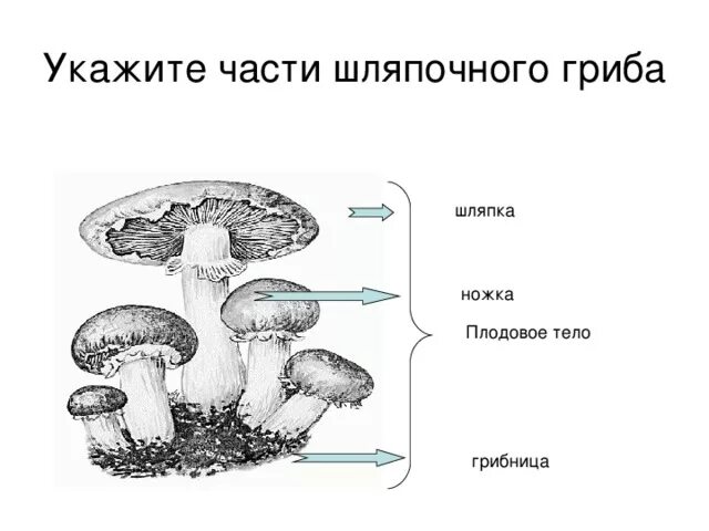 Мицелий шляпочного гриба. Часть плодового тела гриба шляпочных грибов. Грибница и плодовое тело. Тело шляпочного гриба. В шляпке гриба образуются