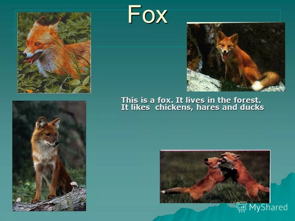 Fox тема на англ. Foxes Live in. A Fox likes Chicken. Перевод a Fox, two Hares,. These are foxes