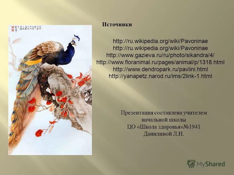 павлин перевод на английский. интересные птицы павлин. загадка о павлине для детей. павлин миднайт. детям о павлинах.