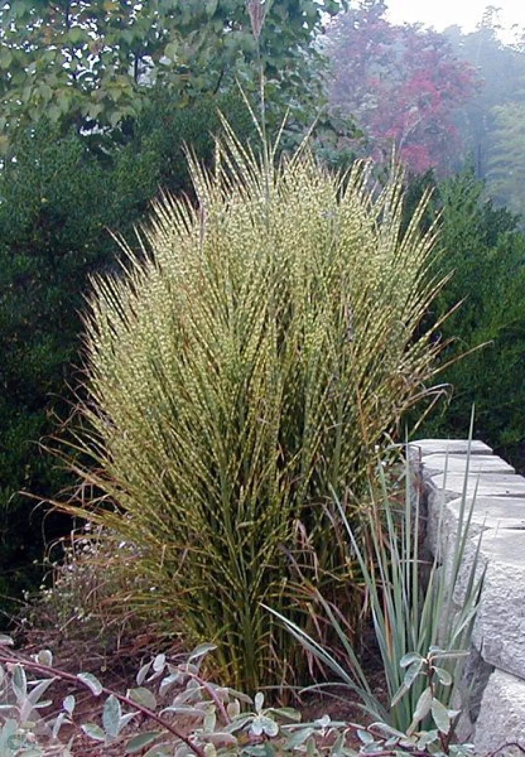 Miscanthus sinensis 'Gold Bar' - Beth Chatto's Plants & Gardens