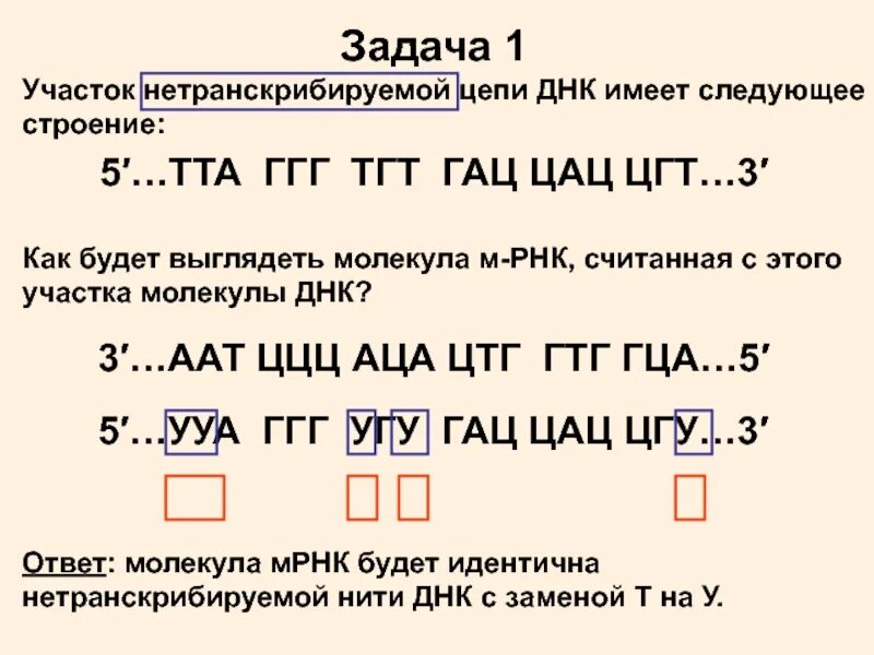 Смысловая и транскрибируемая цепь днк решение. Участок нетранскрибируемой цепи ДНК имеет следующее строение. Матричная ДНК И смысловая. Смысловая и транскрибируемая цепь ДНК. Смысловой и транскрибируемой цепей дн.